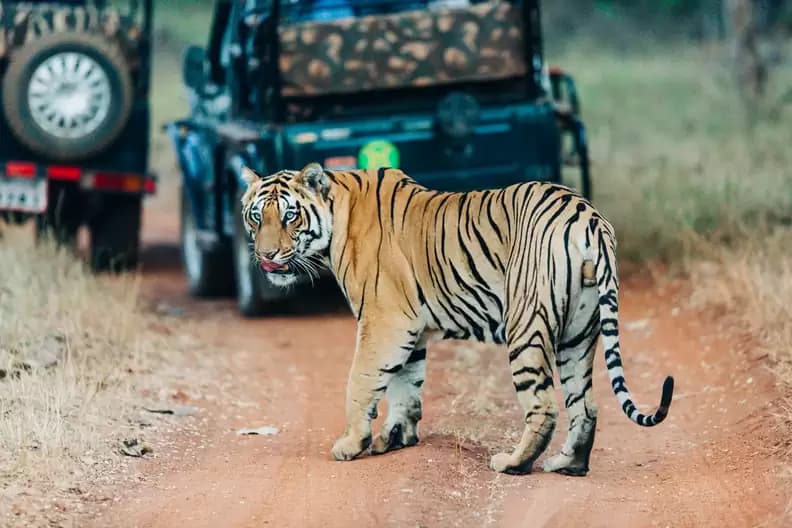 Tadoba Wildlife Expedition