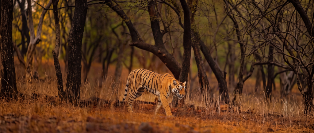 Tadoba Wildlife Expedition